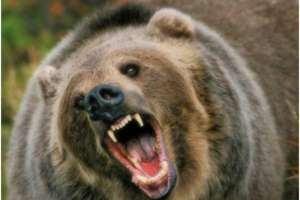 U sibiru, medvjed je napao gljive: postoje mrtvi U sibiru, medvjed je napao gljive: postoje mrtvi